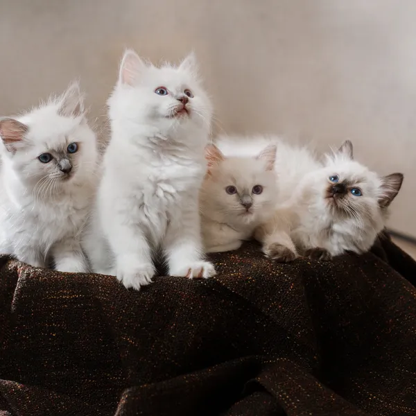 Four white kittens sitting on a brown blanket.