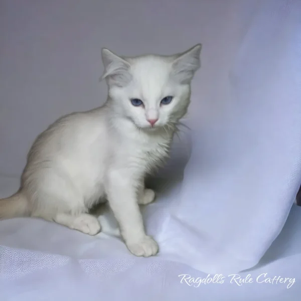 A white cat sitting on top of a blanket.