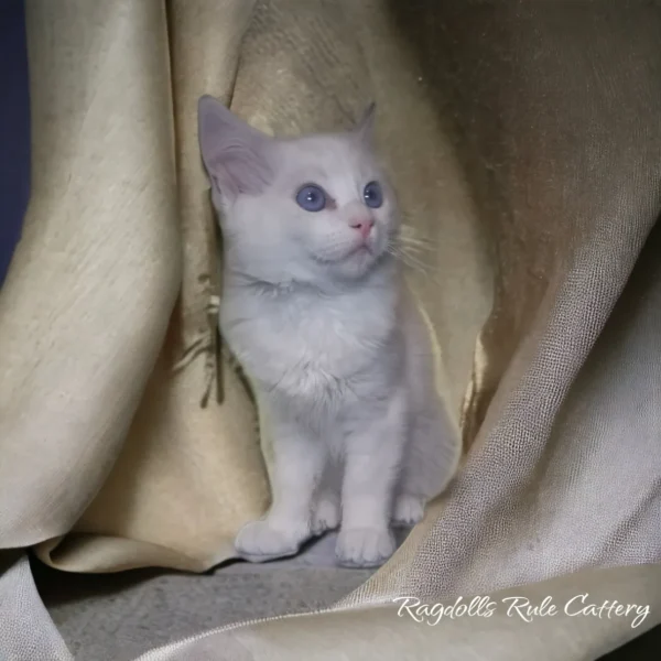 A white cat with blue eyes sitting on top of a blanket.