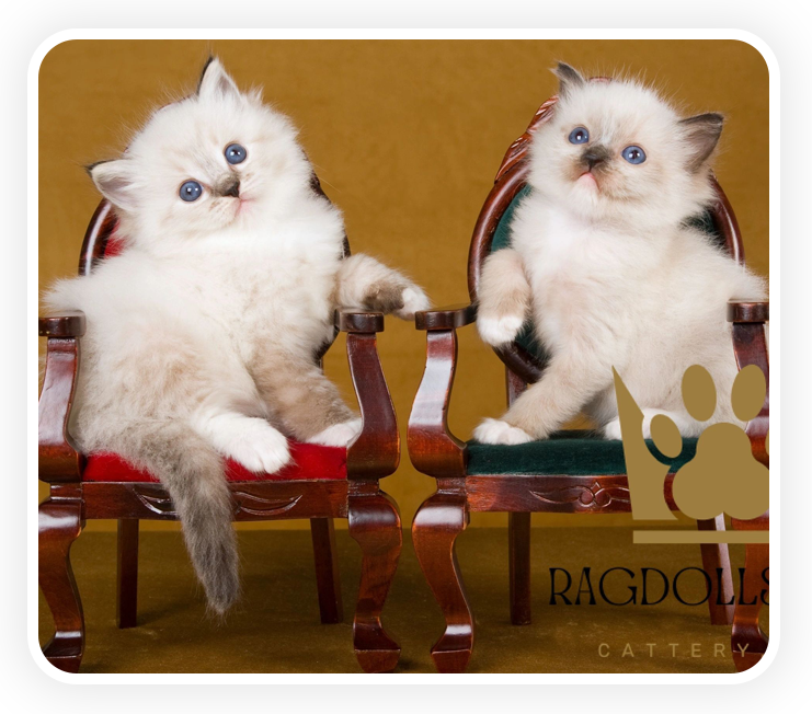 Two cats sitting on chairs in a room.