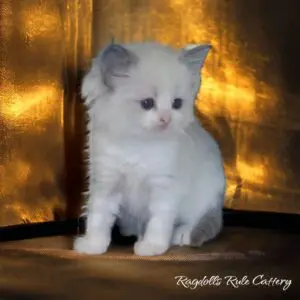 A white kitten sitting on top of a wooden table.