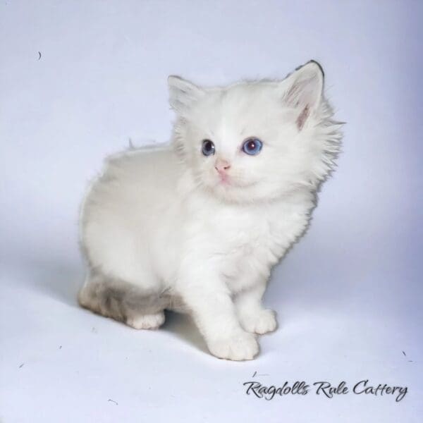 A white kitten with blue eyes sitting on top of a floor.