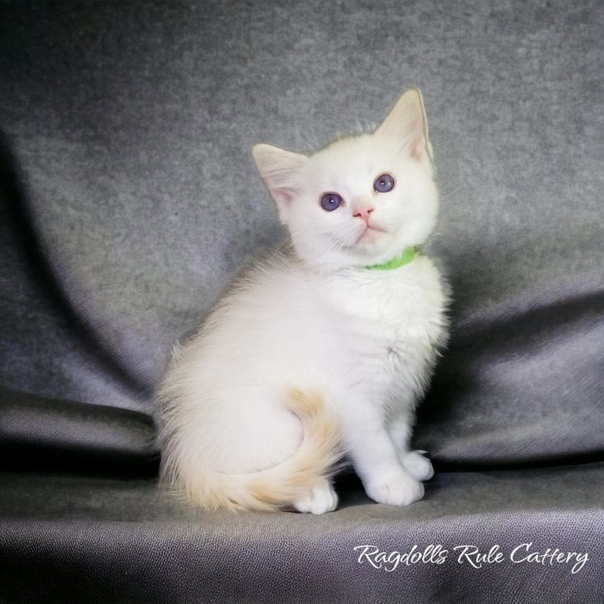 A white kitten sitting on top of a couch.