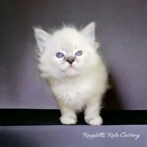 A white kitten standing on top of a black table.