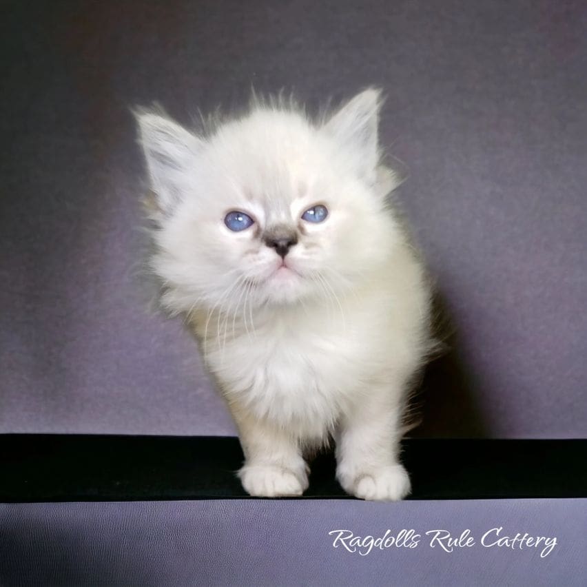 A white kitten standing on top of a black table.