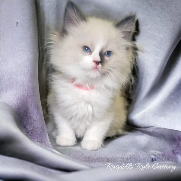 A fluffy cat sitting on top of a blanket.