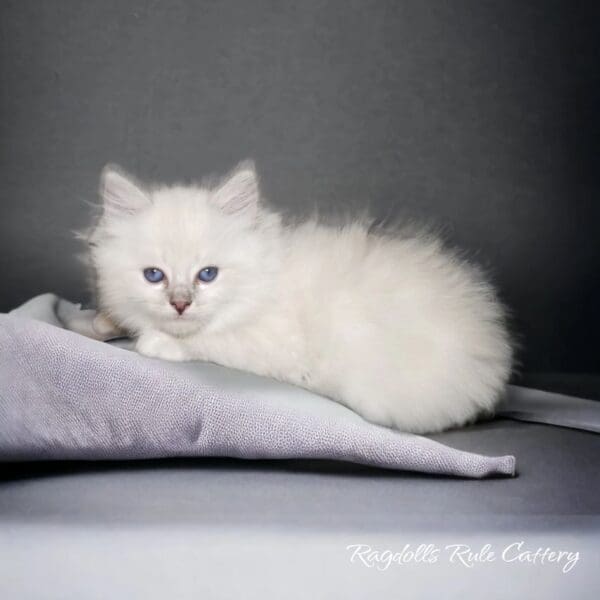 A white cat laying on top of a blanket.