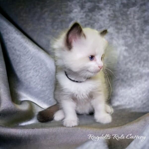 A white kitten sitting on top of a blanket.