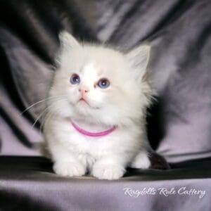 A white kitten sitting on top of a purple chair.