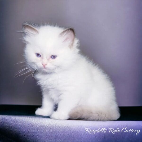 A white kitten sitting on top of a purple surface.