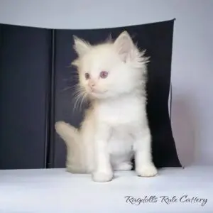 A white kitten sitting on top of a book.