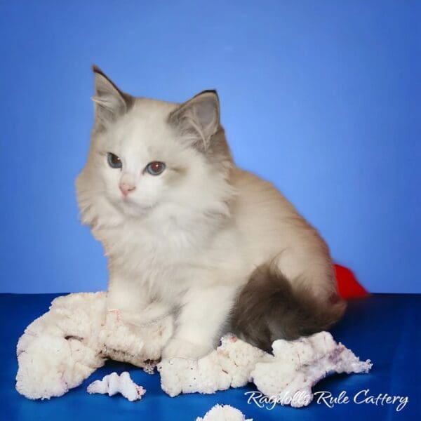 A cat sitting on top of some paper