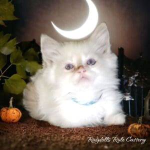 A white kitten sitting on the ground with a moon in its head.