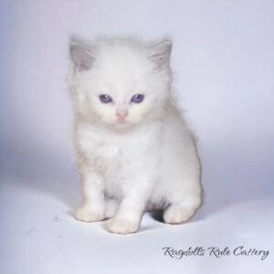 A white kitten sitting on top of a table.