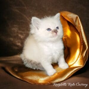 A white kitten sitting on top of a gold pillow.