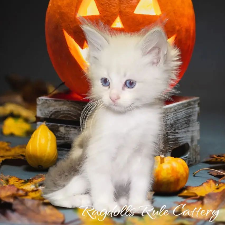 A white kitten sitting in front of a pumpkin.