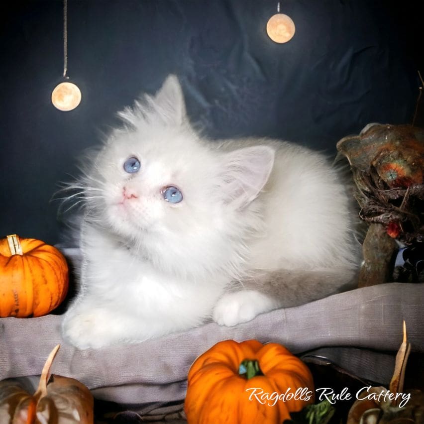 A white kitten sitting on top of a blanket.