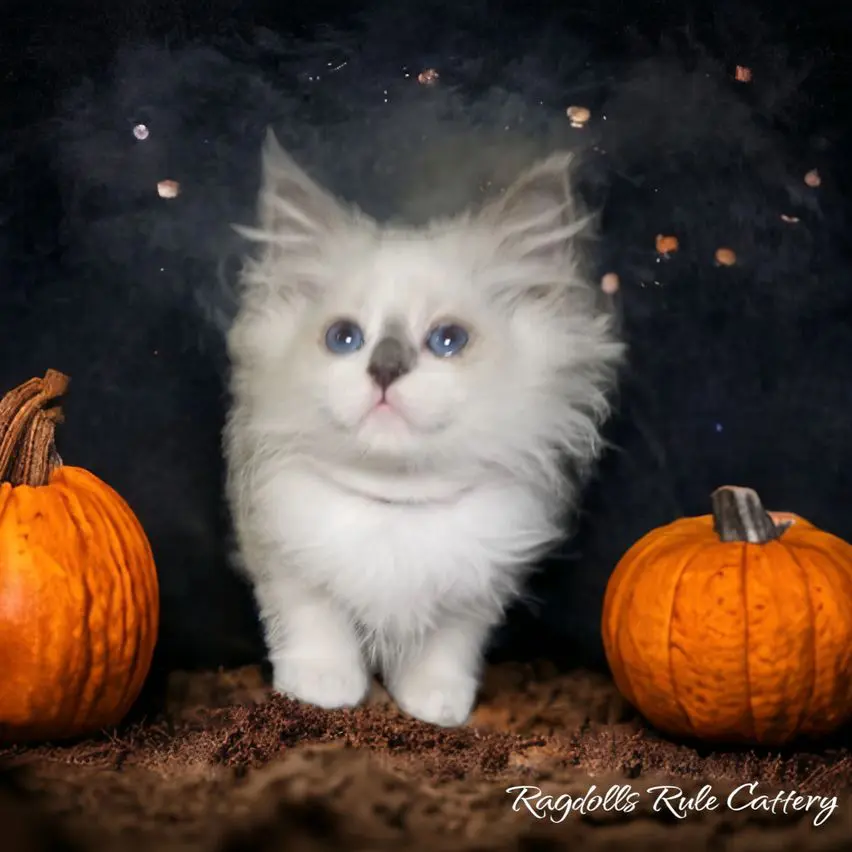 A white kitten standing next to two pumpkins.