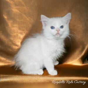 A white kitten sitting on top of a gold blanket.