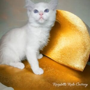 A white cat sitting on top of a yellow object.