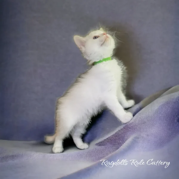 A white kitten standing on top of purple blanket.