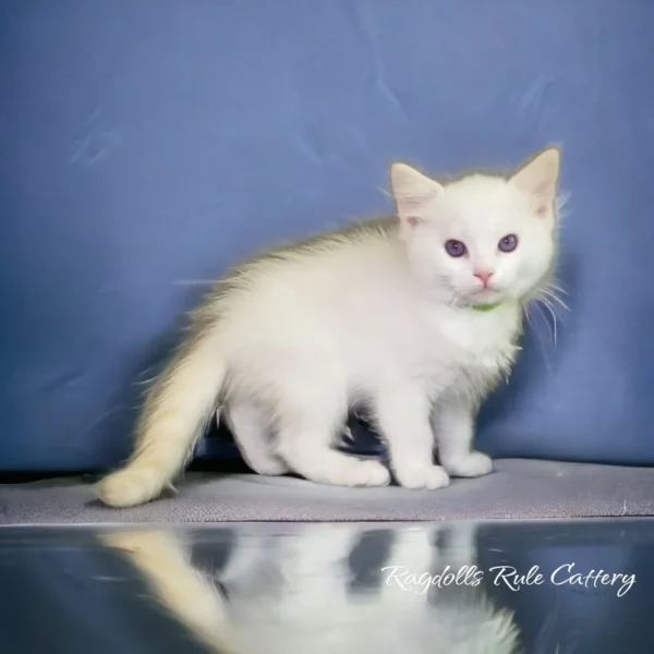 A white kitten sitting on the ground next to a mirror.