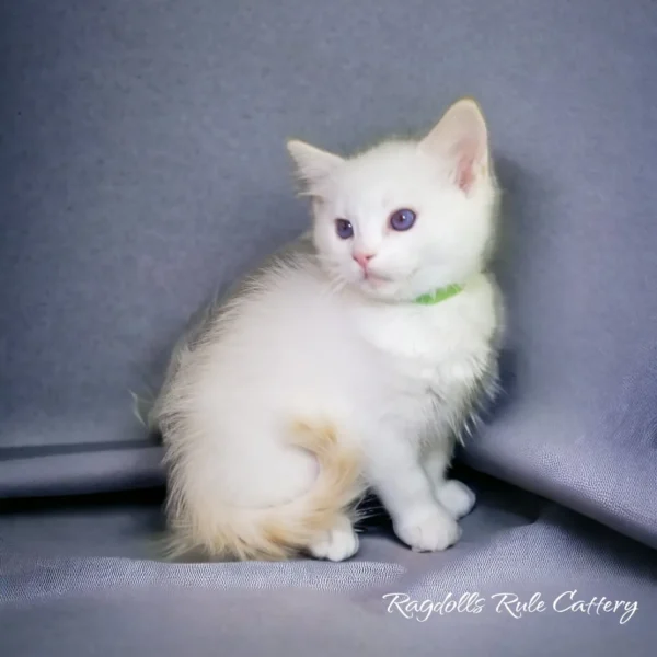 A white kitten sitting on top of a silver couch.