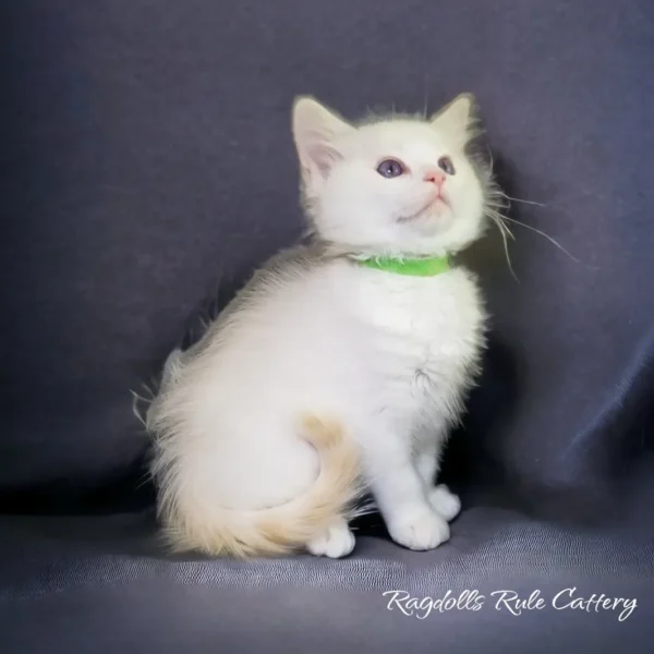 A white kitten with green collar sitting on top of a bed.