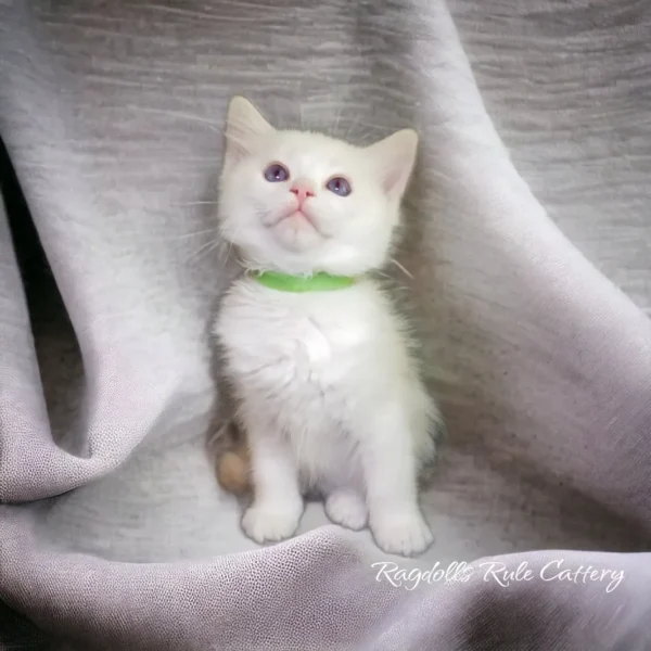 A white kitten with green collar sitting on top of a blanket.