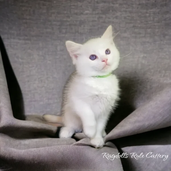 A white kitten sitting on top of a gray blanket.