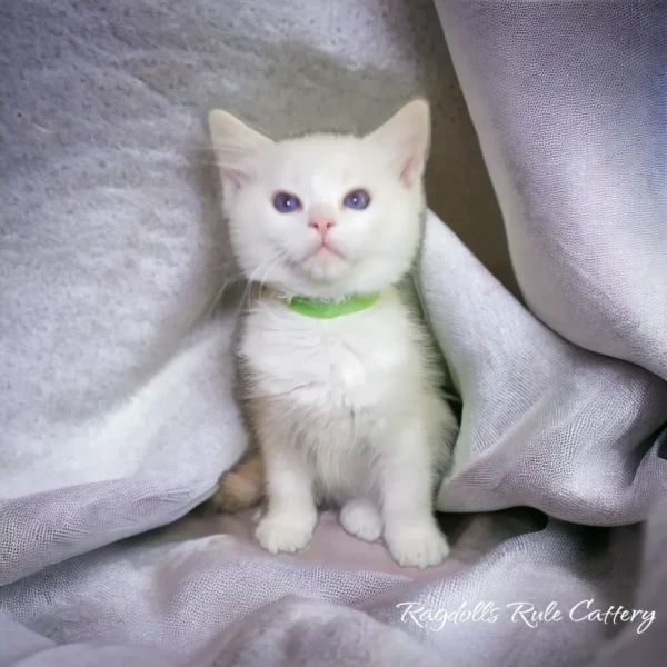 A white cat with green collar sitting on top of a blanket.