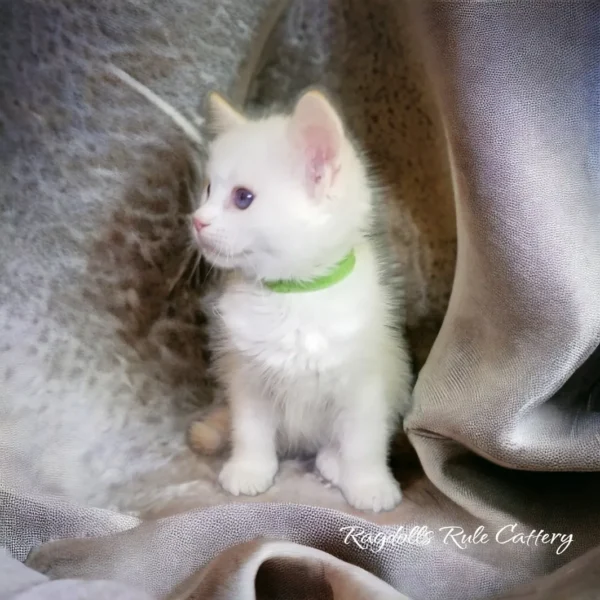 A white kitten with green collar sitting on top of a blanket.