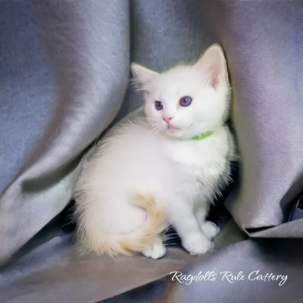 A white kitten sitting on top of a silver blanket.