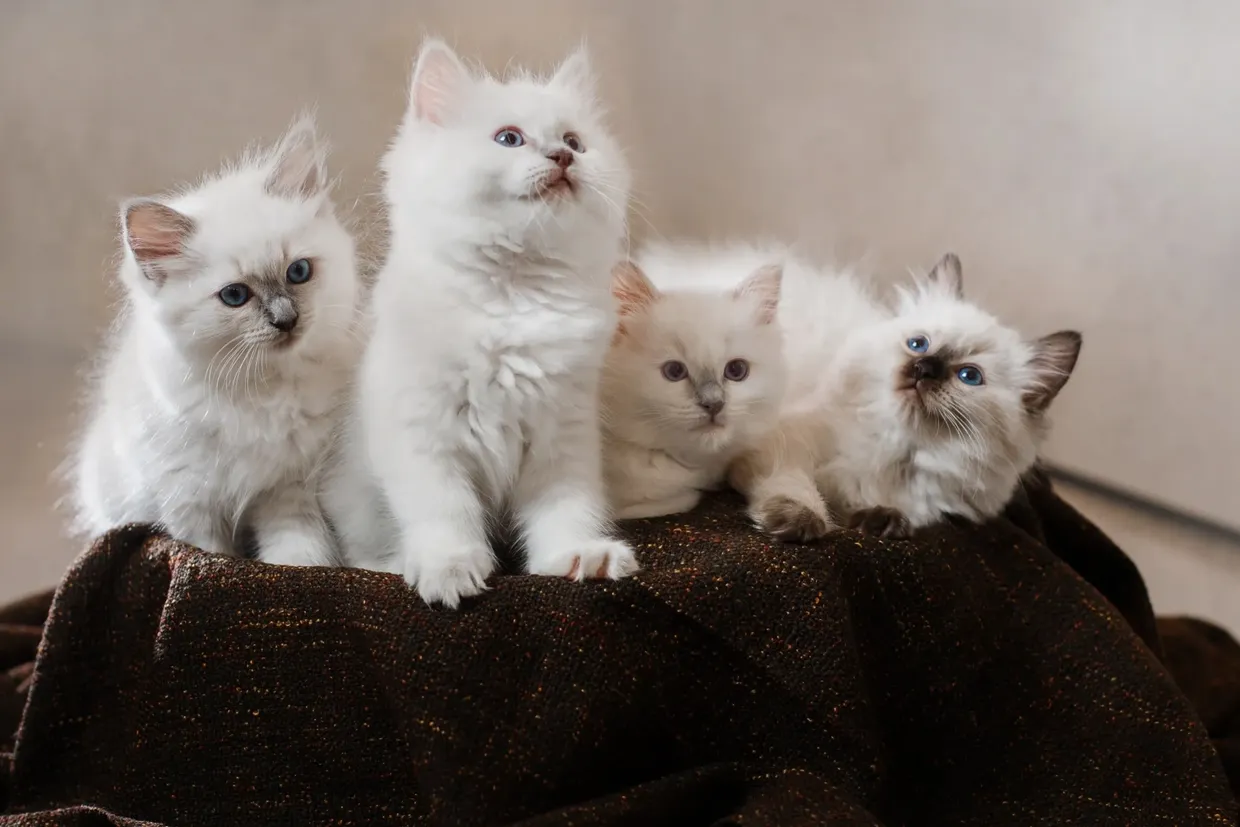 Four white kittens sitting on a brown blanket.