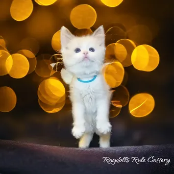 A white kitten standing on top of a tree.