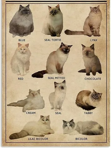 A poster of different cats with names written in them.