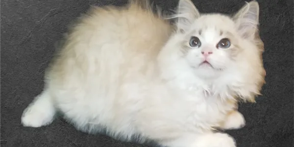 A fluffy cat is laying down on the ground.