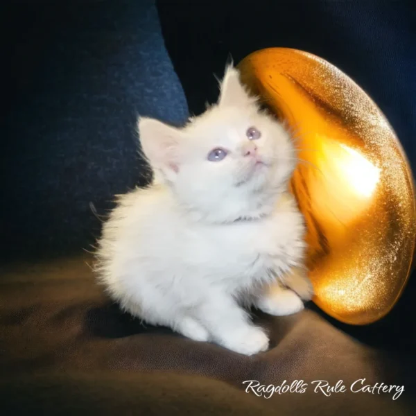 A white kitten sitting next to an object.