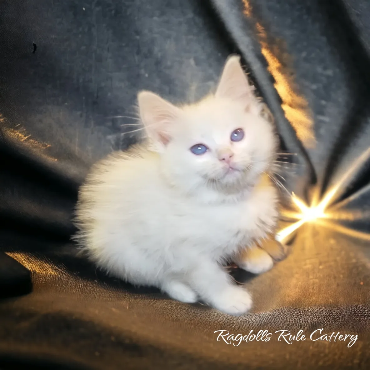 A white kitten sitting on top of a black and gold background.