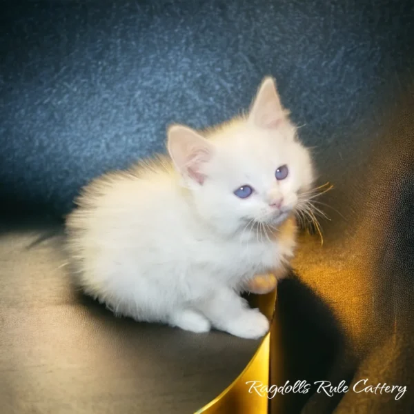 A white kitten sitting on top of a table.