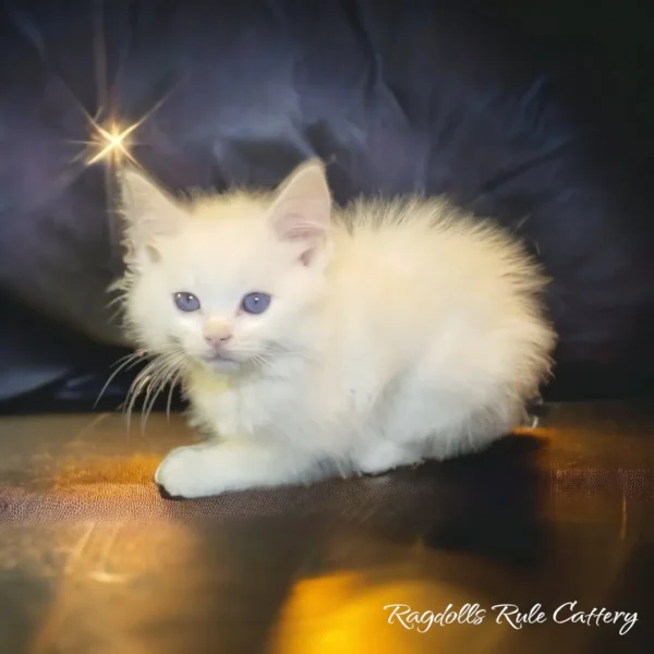 A white kitten sitting on the ground with its head turned to the side.