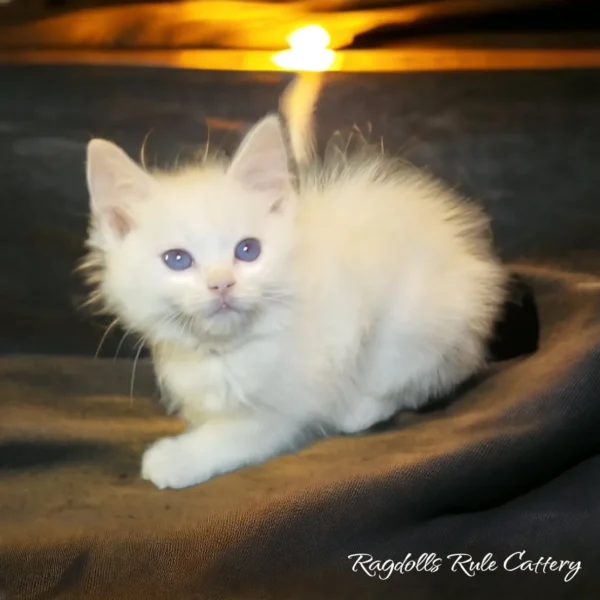 A white cat is sitting on the ground