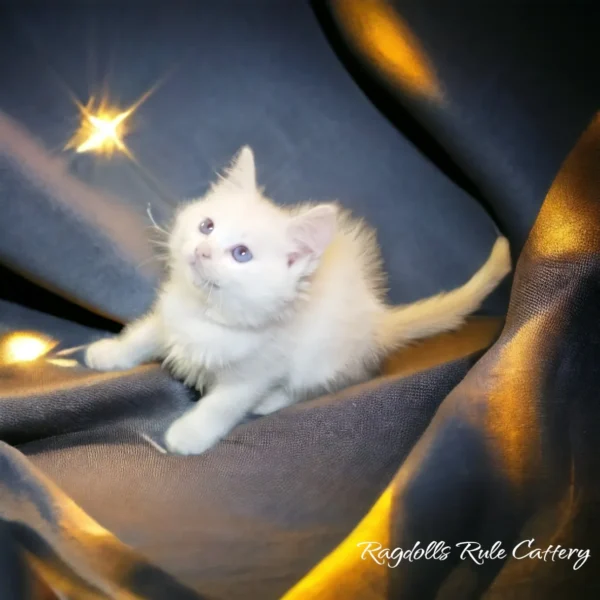 A white kitten sitting on top of a blanket.