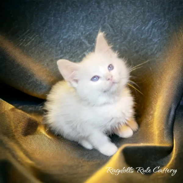 A white kitten sitting on top of a gold blanket.