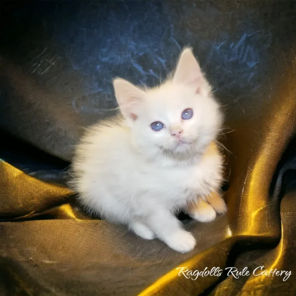 A white kitten sitting on top of a gold cloth.