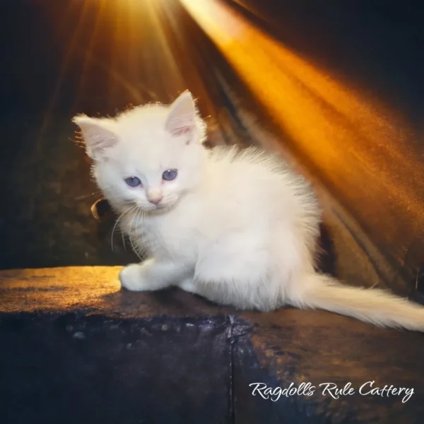 A white kitten sitting on top of a wooden ledge.