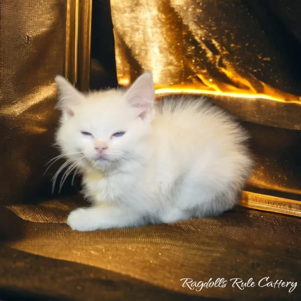 A white cat sitting on the ground in front of a gold curtain.