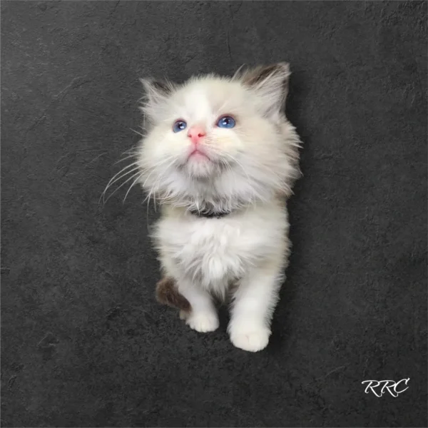 A white cat with blue eyes is hanging on the wall.