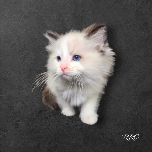 A white kitten with blue eyes sitting on the ground.