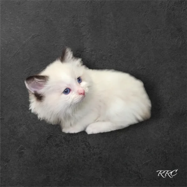 A white kitten sitting on the ground looking up.